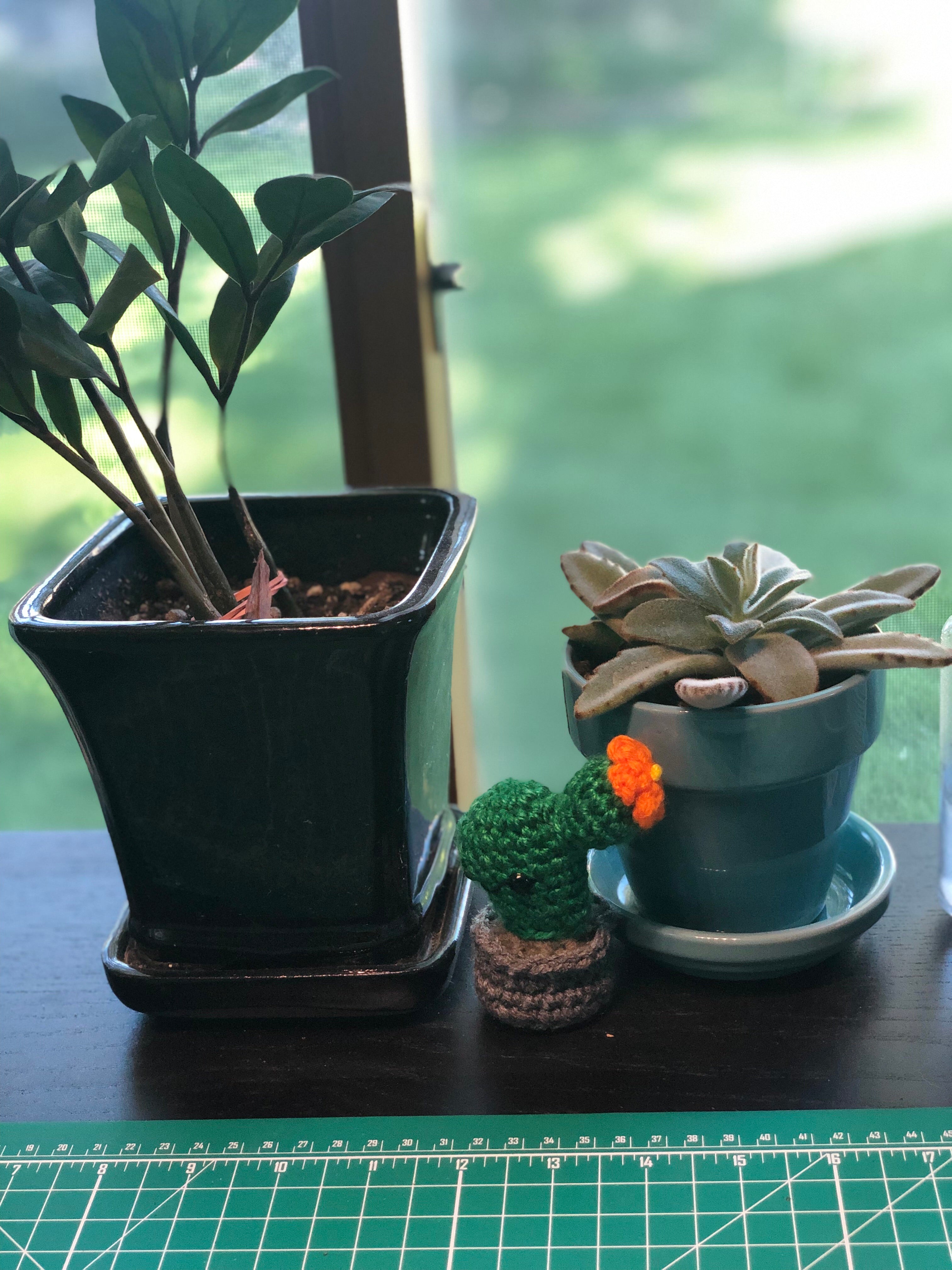 Dabbing Mini Desk Cactus